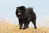 CHOW CHOW 288